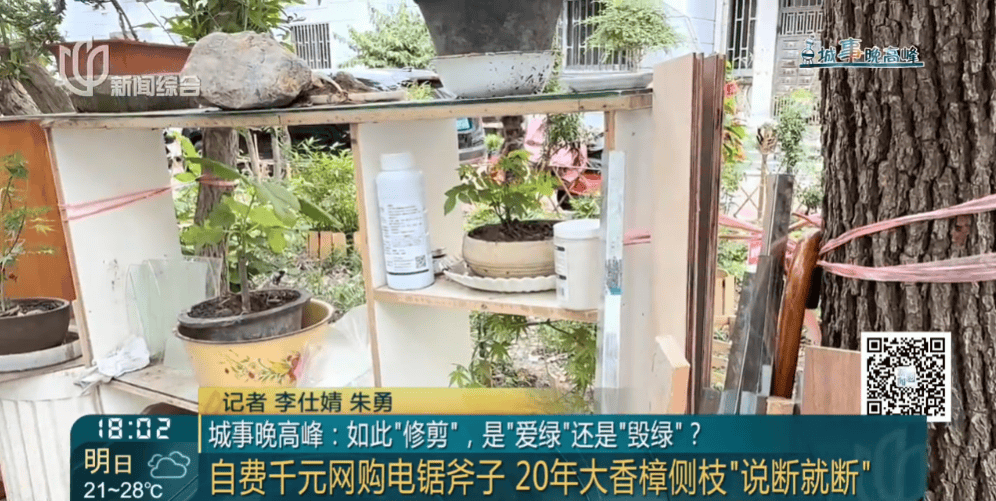 皇冠信用網在线申请
_上海一小区20年香樟说砍就砍皇冠信用網在线申请
!八旬老爷叔:拿我怎么样?