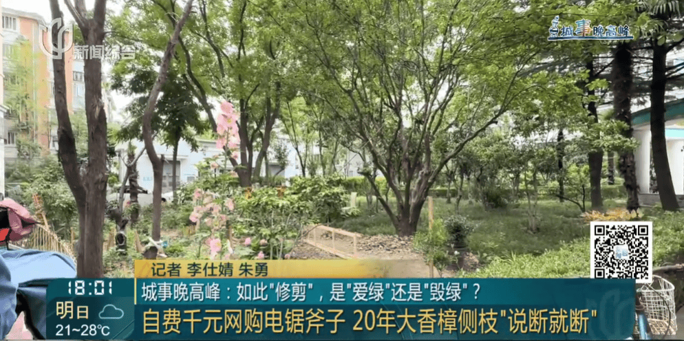 皇冠信用網在线申请
_上海一小区20年香樟说砍就砍皇冠信用網在线申请
!八旬老爷叔:拿我怎么样?