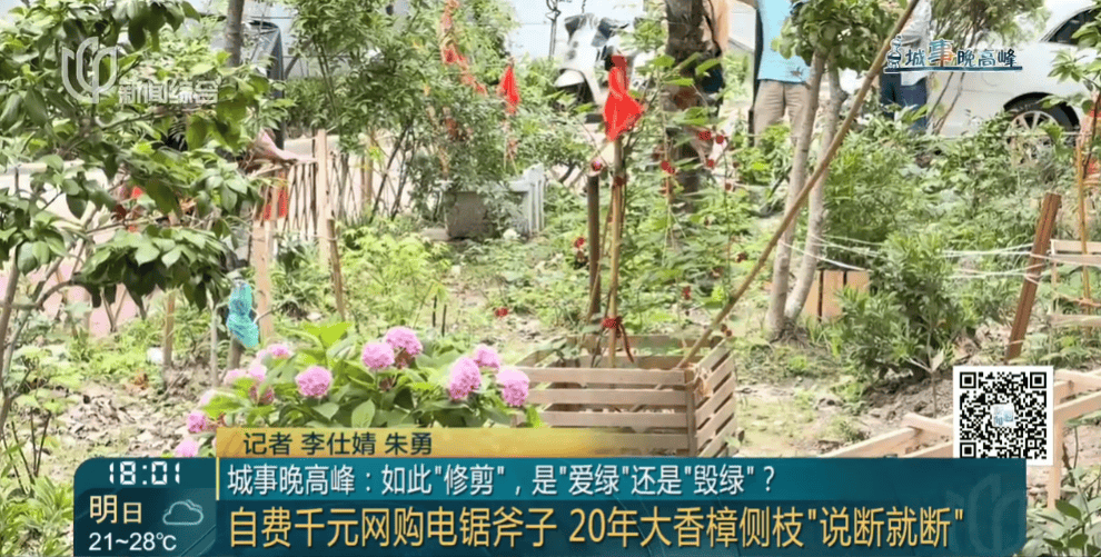 皇冠信用網在线申请
_上海一小区20年香樟说砍就砍皇冠信用網在线申请
!八旬老爷叔:拿我怎么样?