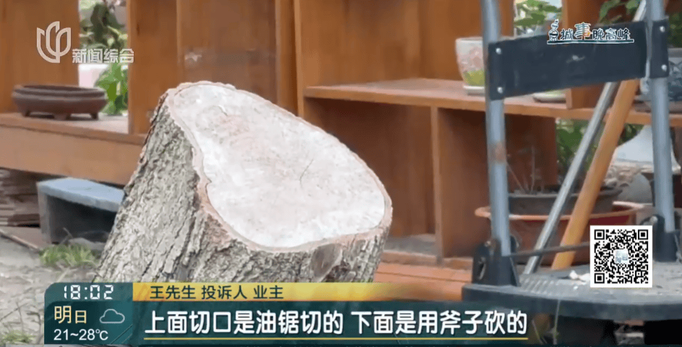 皇冠信用網在线申请
_上海一小区20年香樟说砍就砍皇冠信用網在线申请
!八旬老爷叔:拿我怎么样?