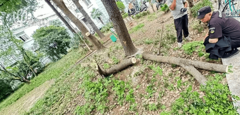 皇冠信用網在线申请
_上海一小区20年香樟说砍就砍皇冠信用網在线申请
!八旬老爷叔:拿我怎么样?