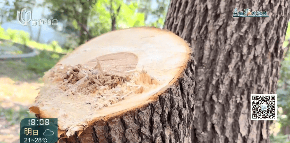 皇冠信用網在线申请
_上海一小区20年香樟说砍就砍皇冠信用網在线申请
!八旬老爷叔:拿我怎么样?