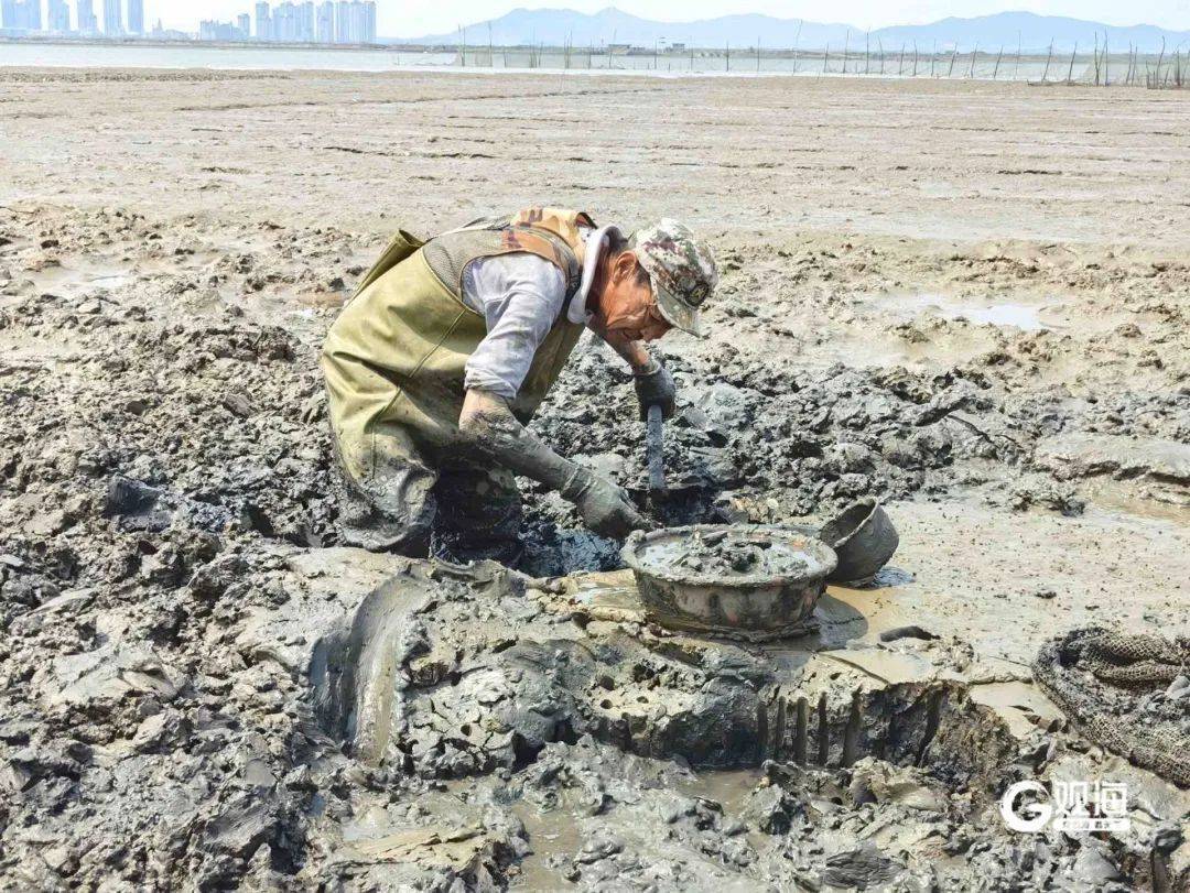 皇冠信用网押金多少
_正是肥的时候！每天上万斤在青岛这里上岸皇冠信用网押金多少
，很多人爱吃......