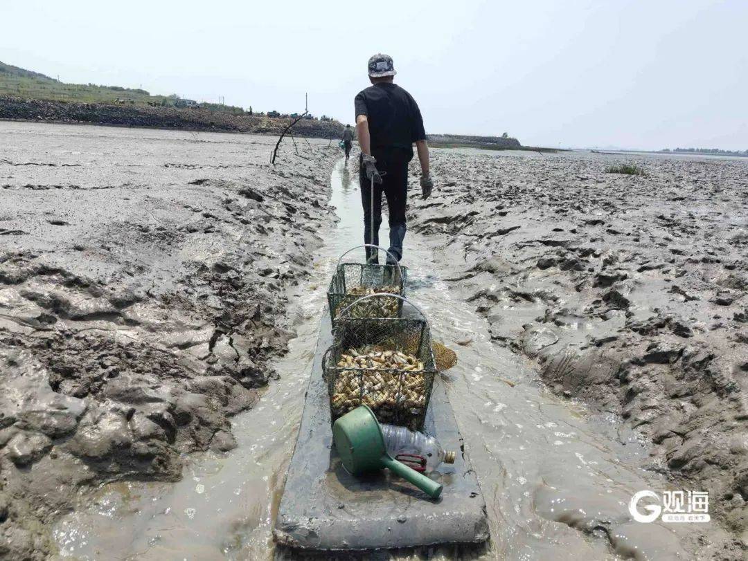 皇冠信用网押金多少
_正是肥的时候！每天上万斤在青岛这里上岸皇冠信用网押金多少
，很多人爱吃......