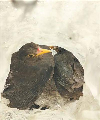 皇冠信用網账号开通
_西安再表态：绝不姑息、彻底斩断、严肃追责