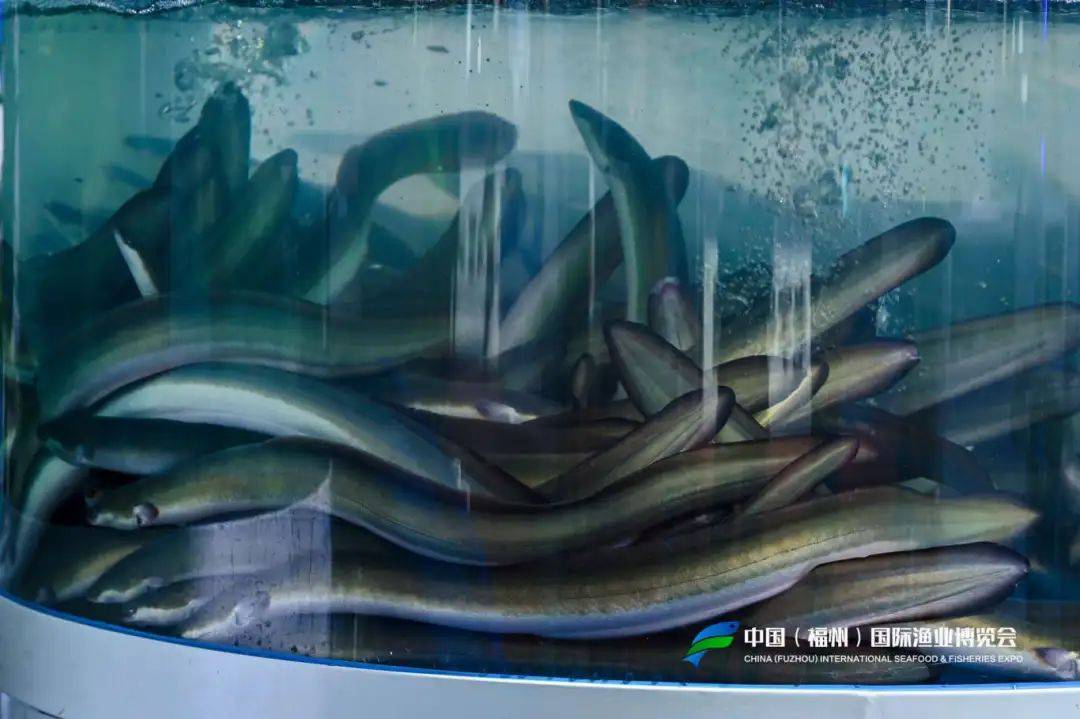 皇冠信用盘怎么开户
_福建省委副书记、福州市委书记郭宁宁等领导亲临渔博会天马科技展位视察指导皇冠信用盘怎么开户
！