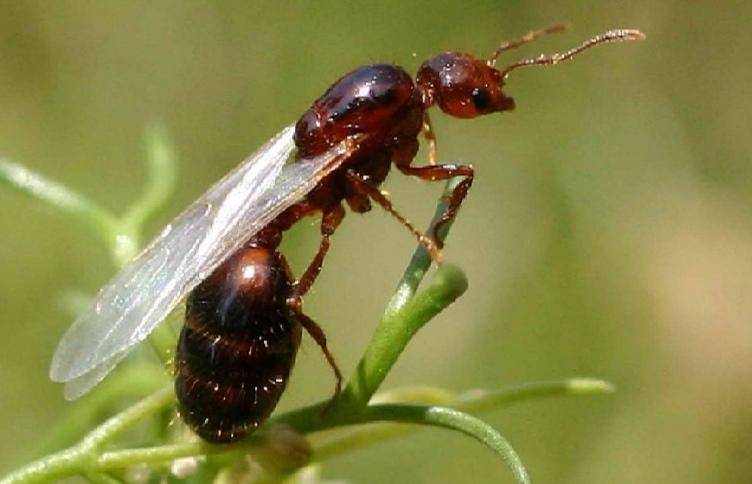 皇冠信用网平台出租
_辅警跳河救起轻生女皇冠信用网平台出租
，上岸时被红火蚁咬伤：系最危险入侵物种之一，过敏者或致休克