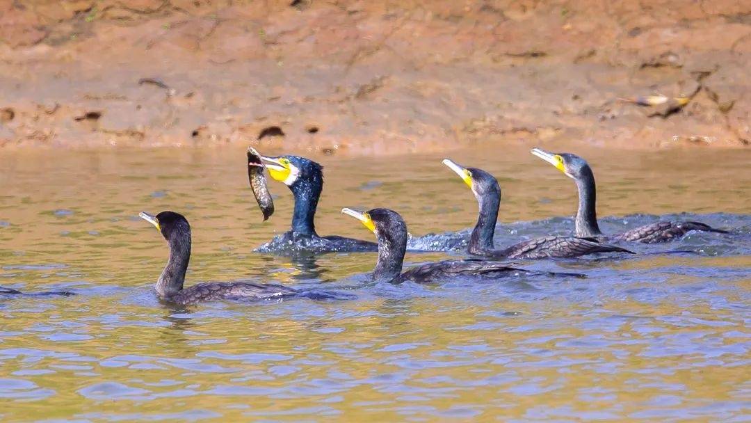 洛杉矶v艾斯柏兰斯_市民欲买10只鸬鹚在长江捕鱼致富洛杉矶v艾斯柏兰斯，水务局：它是禁用渔具，在禁渔区使用最高可判三年
