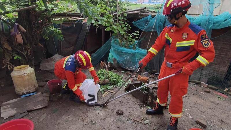 富明尼斯RJ v蔚山_江西九江:消防员成功捕获“潜伏”在鸡舍的眼镜蛇