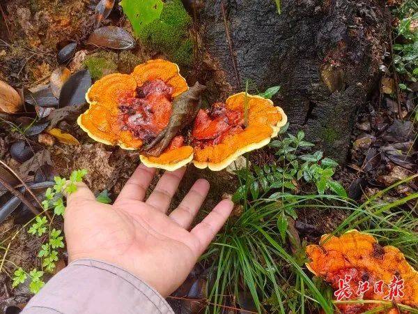 皇冠信用网平台出租_湖北武汉周边山地长出大量灵芝皇冠信用网平台出租，官方提醒请勿随意入口