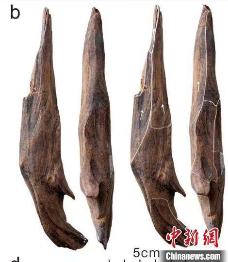 皇冠信用网代理注册_世界级重大考古成果皇冠信用网代理注册!中国发现30万年前东亚最早木器