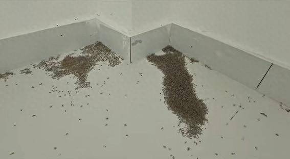 皇冠信用网登2代理
_河南极端高温 蚊子都被热死皇冠信用网登2代理
了