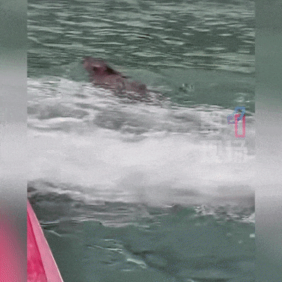 皇冠信用网出租足球
_“没想到海里会有野猪皇冠信用网出租足球
！” 深圳大梅沙一女子被撞致骨折