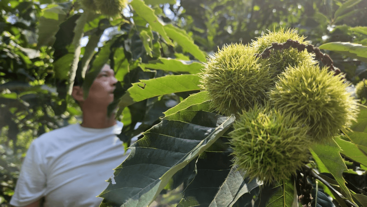 皇冠信用网登3
_洪灾后的河北承德兴隆县 民宿、板栗和山楂如何恢复生机皇冠信用网登3
？