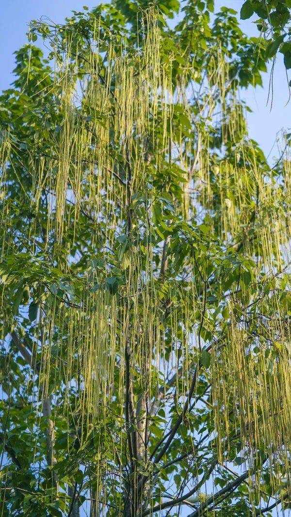 皇冠信用網在哪里开通
_武汉这条路上大量出现皇冠信用網在哪里开通
,长达1米!到底是啥?