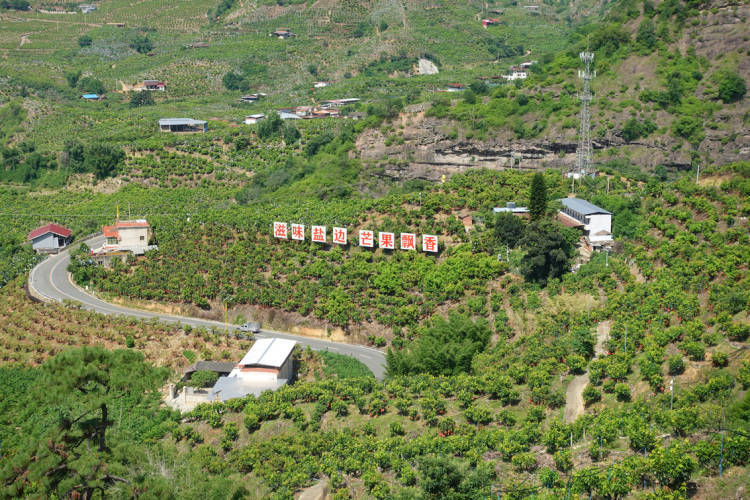 皇冠会员如何申请
_项目投资总额近15亿元 攀枝花攀果(芒果)产业发展大会在盐边举行