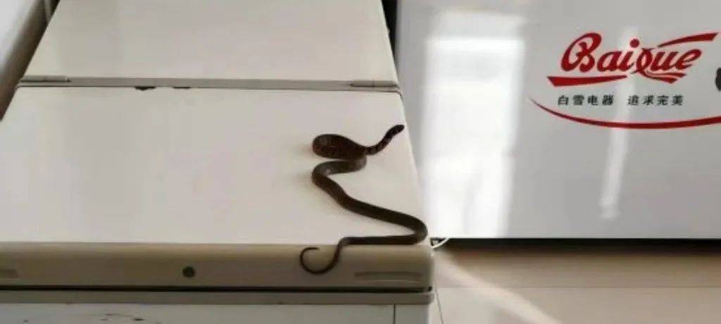 皇冠登3代理申请
_内蒙古赤峰有人拍到了“鸡脖子蛇”皇冠登3代理申请
，有毒！千万小心！