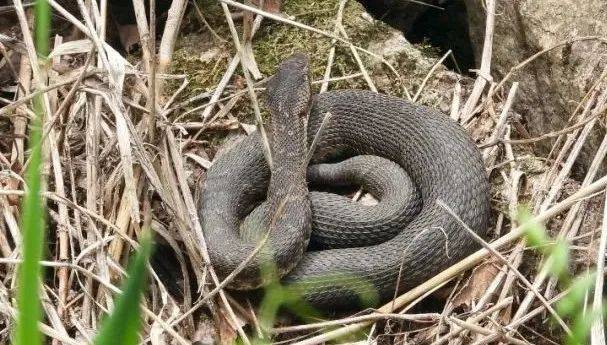 皇冠登3代理申请
_内蒙古赤峰有人拍到了“鸡脖子蛇”皇冠登3代理申请
，有毒！千万小心！