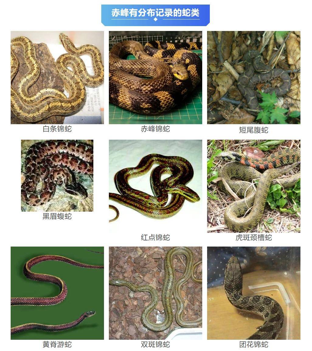 皇冠登3代理申请
_内蒙古赤峰有人拍到了“鸡脖子蛇”皇冠登3代理申请
，有毒！千万小心！