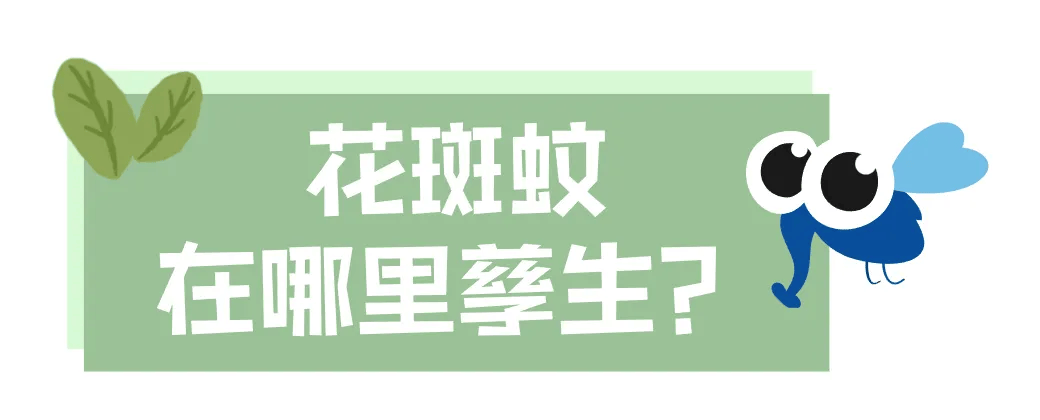 皇冠信用网账号注册
_家里的这几个地方皇冠信用网账号注册
，正悄悄“养”出花斑蚊！快自查→
