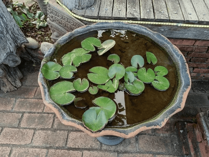 皇冠信用网账号注册
_家里的这几个地方皇冠信用网账号注册
，正悄悄“养”出花斑蚊！快自查→