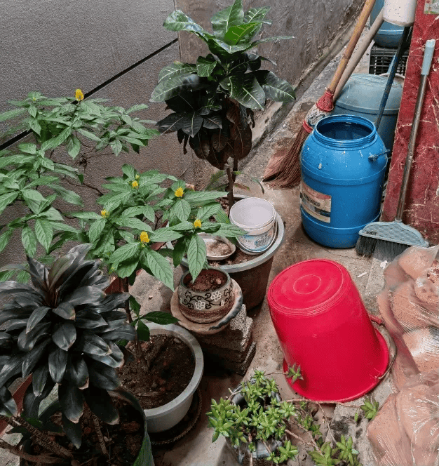 皇冠信用网账号注册
_家里的这几个地方皇冠信用网账号注册
，正悄悄“养”出花斑蚊！快自查→