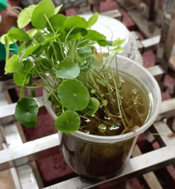 皇冠信用网账号注册
_家里的这几个地方皇冠信用网账号注册
，正悄悄“养”出花斑蚊！快自查→