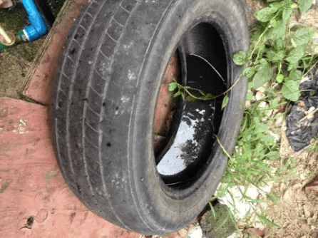 皇冠信用网账号注册
_家里的这几个地方皇冠信用网账号注册
，正悄悄“养”出花斑蚊！快自查→