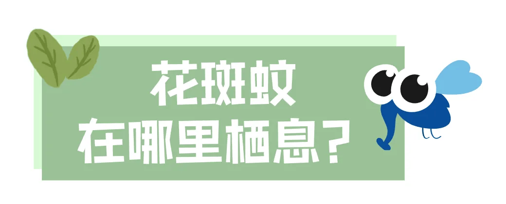 皇冠信用网账号注册
_家里的这几个地方皇冠信用网账号注册
，正悄悄“养”出花斑蚊！快自查→