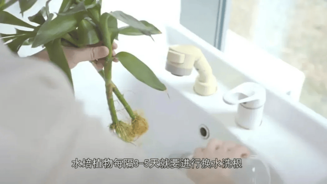 皇冠信用网账号注册
_家里的这几个地方皇冠信用网账号注册
，正悄悄“养”出花斑蚊！快自查→