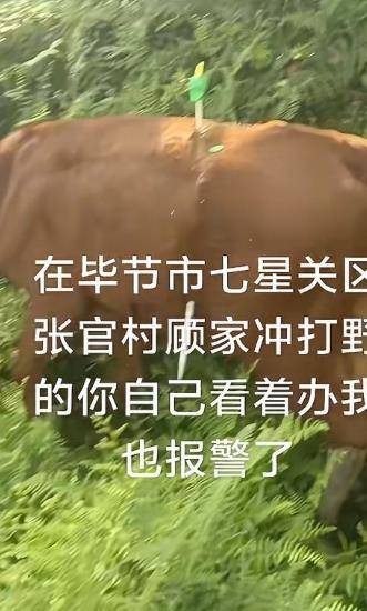 纽西兰中央联赛
_贵州毕节一黄牛被铁扦射穿身体纽西兰中央联赛
，主人报警：怀疑有人用无人机狩猎