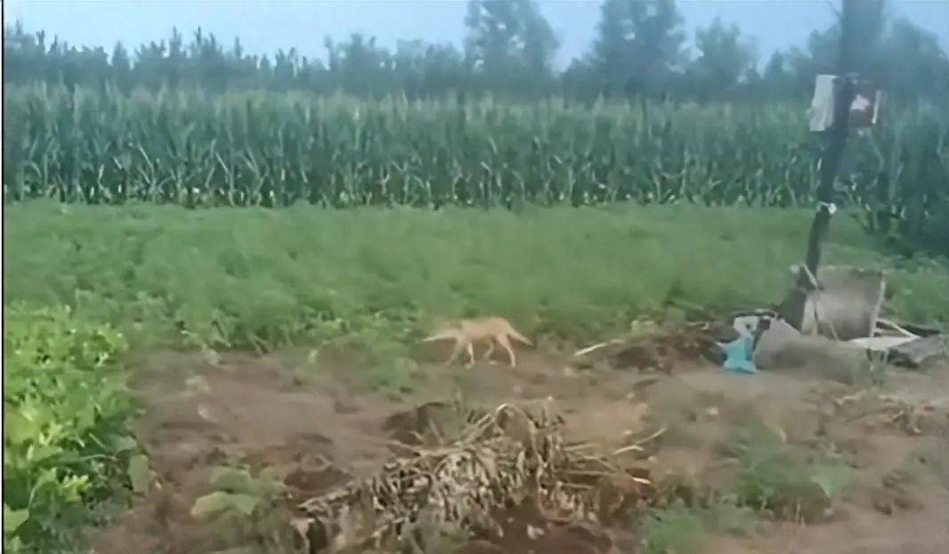 法国甲组联赛
_陕西榆林青云镇有狼外逃？当地回应：是狼犬法国甲组联赛
，目前击毙6条，未逃的15条狼犬也已击毙