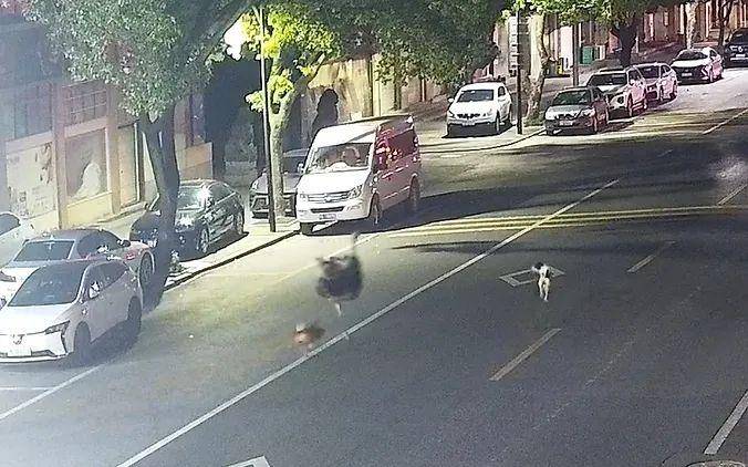 霍恩vs林茨
_浙江车主一觉醒来傻眼了：谁干的？！警方：“肇事者”200斤霍恩vs林茨
，不是人