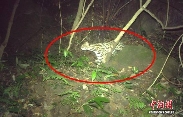 金浦vs全罗南道天龙_四川荣县：红外相机捕捉到“兽群大片”