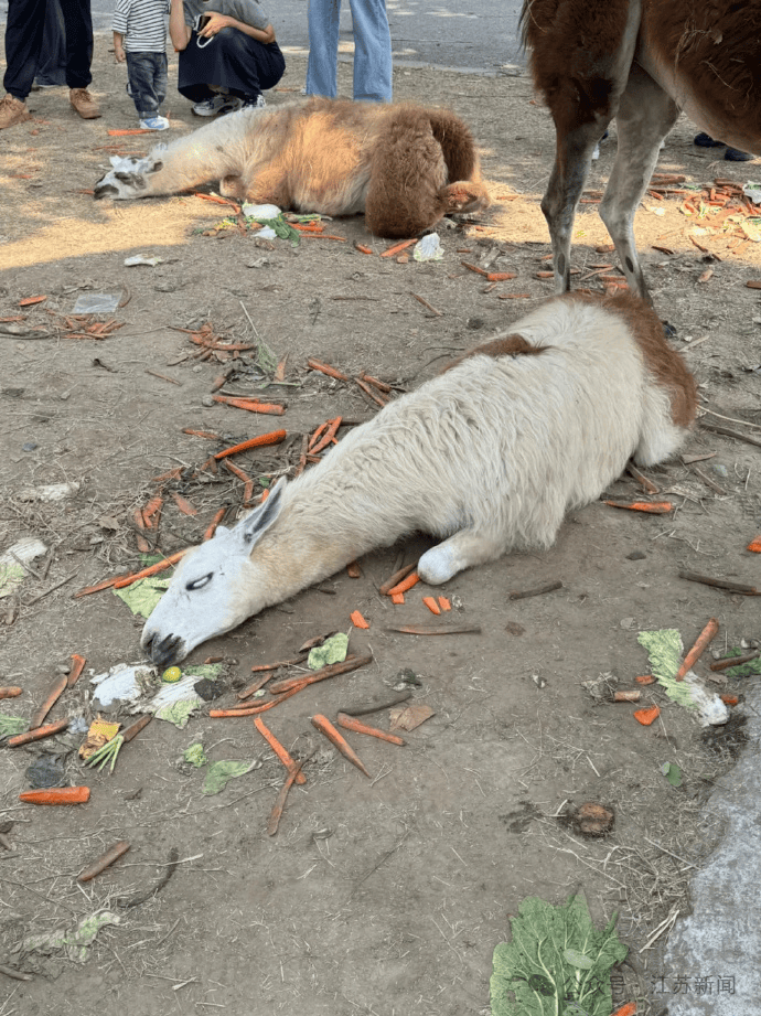 孟菲斯灰熊vs波士顿凯尔特人_游客过度投喂孟菲斯灰熊vs波士顿凯尔特人,羊驼被喂到倒地翻白眼