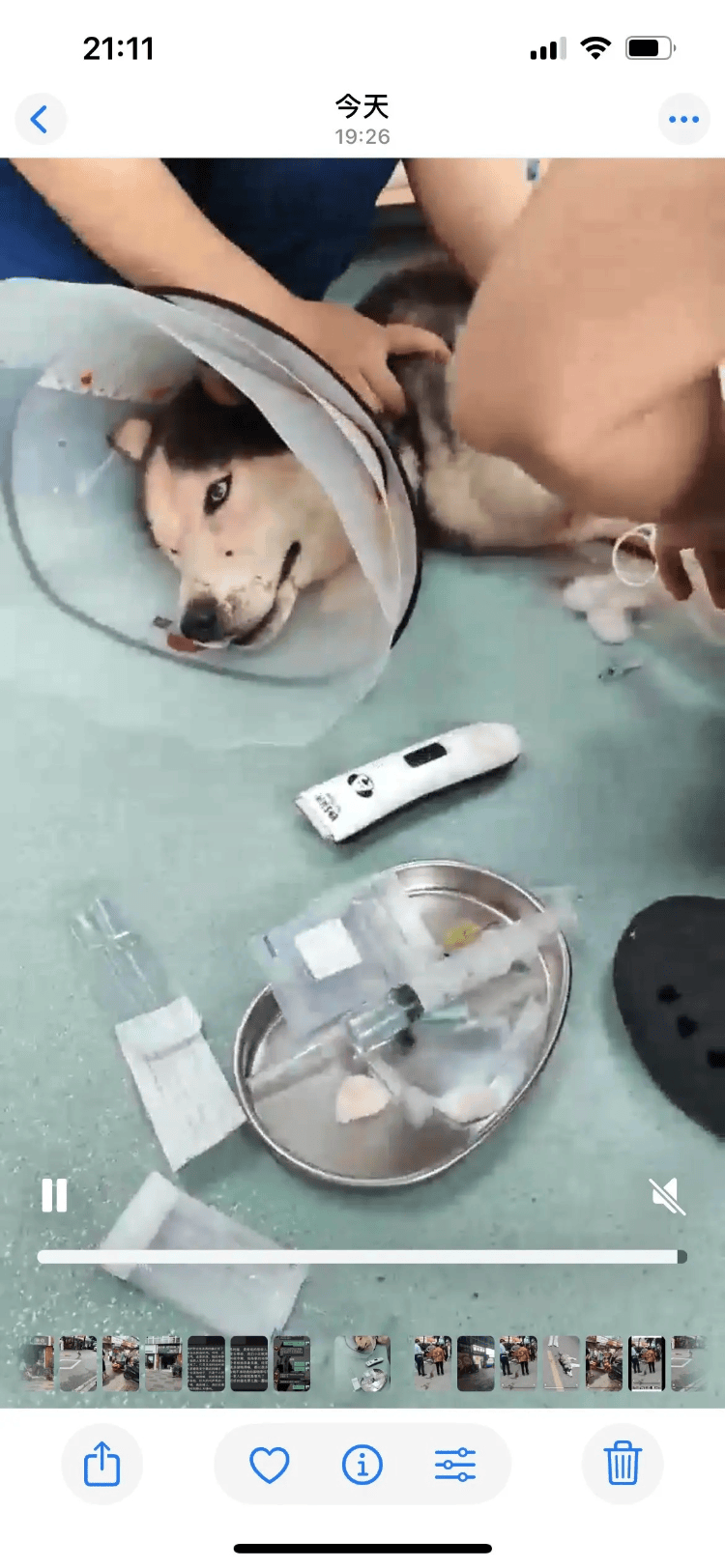 皇冠信用網结算日_成都一商店老板砍伤流浪哈士奇后信息被挂网上皇冠信用網结算日，街道办：他家鸡被咬死，自己也被咬伤