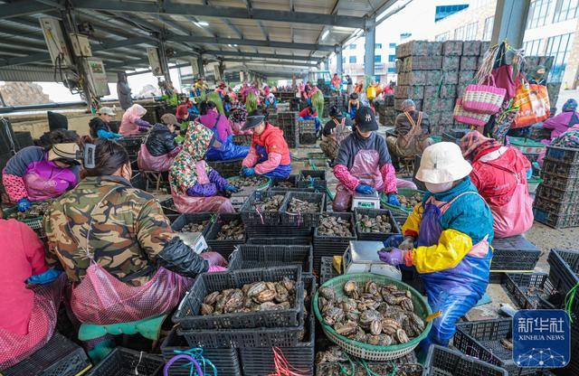 皇冠登3管理出租_山东荣成:鲍鱼收获忙